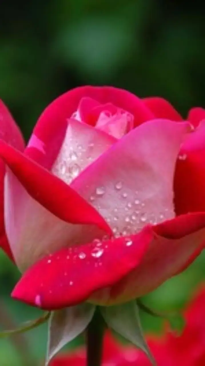 Test Test